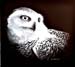 Snowy Owl2 Snowy Owl2